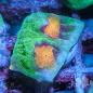 Preview: Chalice Raja Ampat